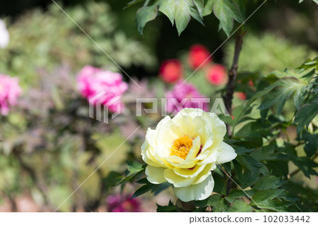 Higashimatsuyama Peony Garden, Higashimatsuyama City, Saitama Prefecture 102033442