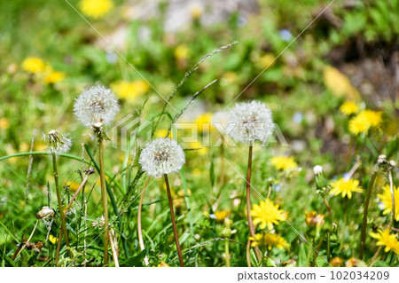 Dandelion and fluff Dandelion and fluff 102034209