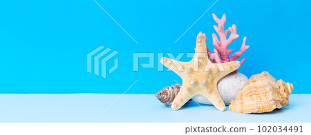 Beach seashells on colored background. Mock up with copy space 102034491
