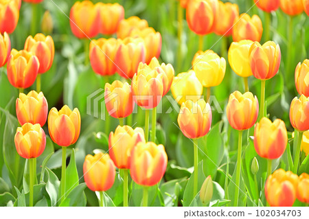 Spring tulips, yellow, yellow, orange, orange. 102034703