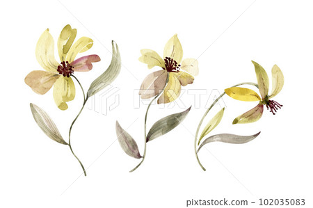 Botanical set of watercolor illustrations of yellow flowers. hand painted . 102035083