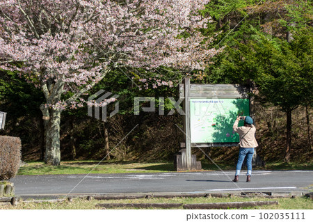 Akagi Forest Park in spring Kasumizakura in Fureai no Mori 102035111