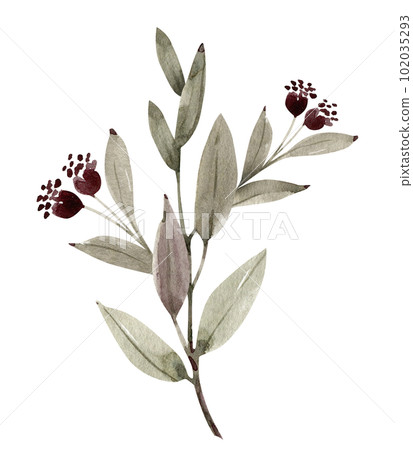 Plant branch with pink flower buds, watercolor illustration for postcards and design. Plant branch with pink flower buds, watercolor illustration for postcards and design. 102035293