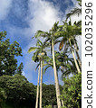 仰望藍天的棕櫚樹（東京） 102035296