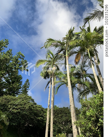 仰望藍天的棕櫚樹（東京） 102035296