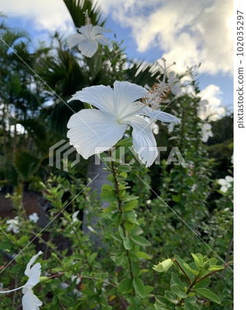 白芙蓉（東京） 102035297