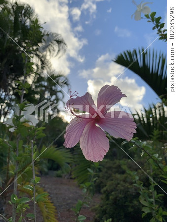 粉紅芙蓉（東京） 102035298