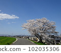 京都府木津川自行車道上的櫻花 102035306
