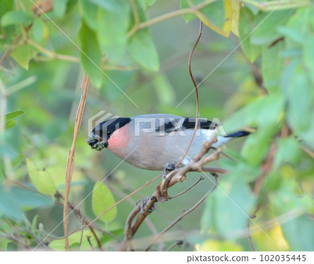 Lie ♂ Winter Noborito, Kawasaki City (Tama River) 102035445