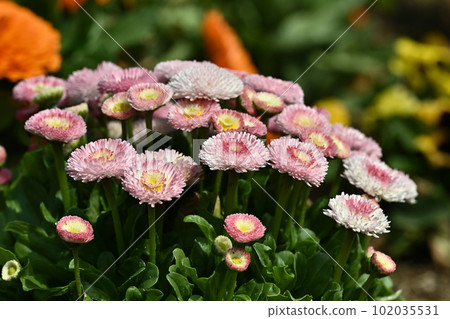 Daisy (Daisy) 102035531