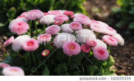 雛菊(雛菊) 雛菊(雛菊) 102035534