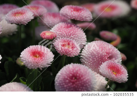 雛菊（雛菊） 102035535