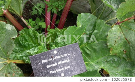 Natural rhubarb plants on garden field, Rheum rhabarbarum Natural rhubarb plants on garden field, Rheum rhabarbarum 102035878