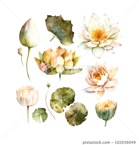 Watercolor white Lotus flower, vector illustration.Isolated on a white background. Watercolor white Lotus flower, vector illustration.Isolated on a white background. 102036049
