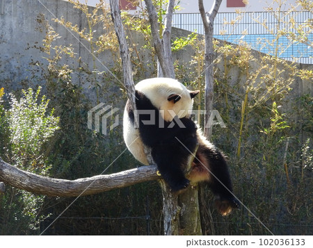 Shirahama冒險世界熊貓 102036133