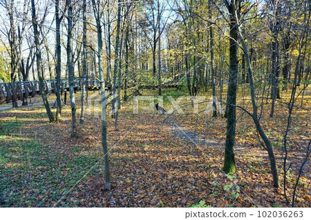 A lonely girl in the park reading a book 102036263