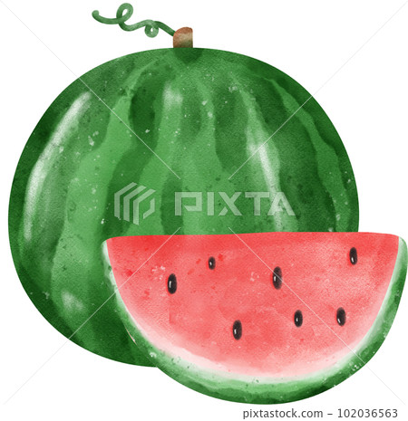 cute fresh watermelon fruit watercolor 102036563
