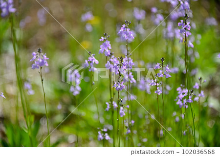 Matsubaun Run 102036568