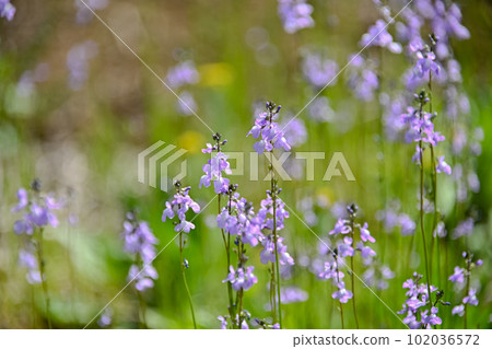 Matsubaun Run 102036572