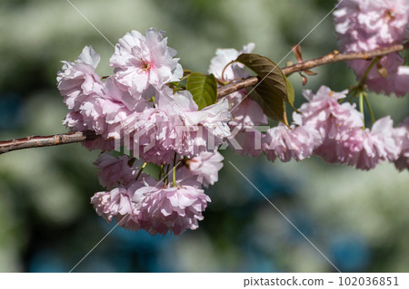 Pink sakura flowers blooming, spring close-up 102036851