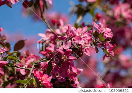 Pink apple tree flowers bloom close-up on blue sky Pink apple tree flowers bloom close-up on blue sky 102036861