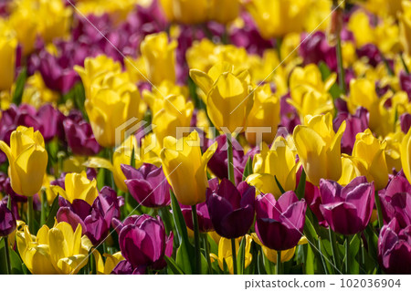 Yellow and purple tulips spring flowerbed close-up Yellow and purple tulips spring flowerbed close-up 102036904