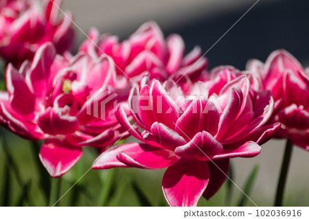 Pink with white decorative tulips flowers blooming 102036916