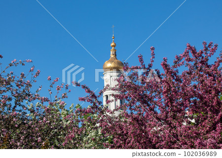 Dormition Cathedral golden dome in blooming trees Dormition Cathedral golden dome in blooming trees 102036989