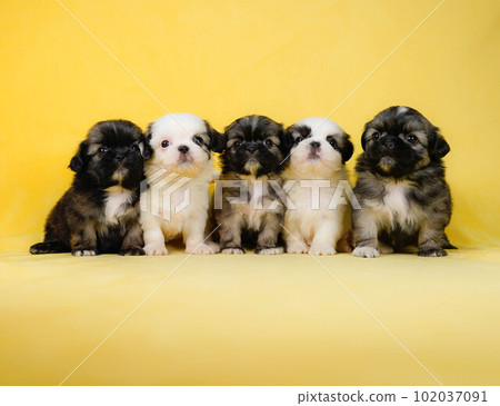 shih tzu siblings 102037091