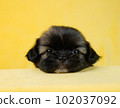 下巴休息 shih tzu 102037092