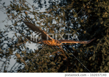 Tawny eagle glides past trees with catchlight Tawny eagle glides past trees with catchlight 102037140