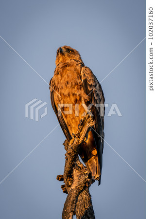 Tawny eagle on twisted branch at dawn Tawny eagle on twisted branch at dawn 102037160