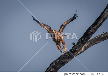 Tawny eagle takes off from dead tree Tawny eagle takes off from dead tree 102037166