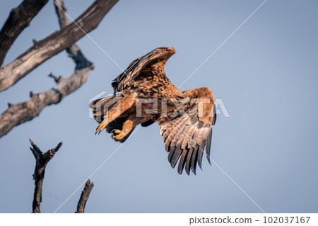Tawny eagle taking off from dead branch 102037167