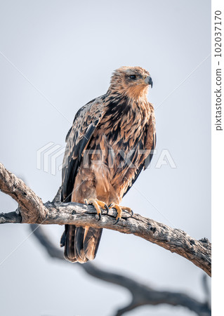 Tawny eagle under blue sky on branch Tawny eagle under blue sky on branch 102037170