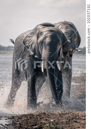 Two African elephants splashing through shallow water 102037192