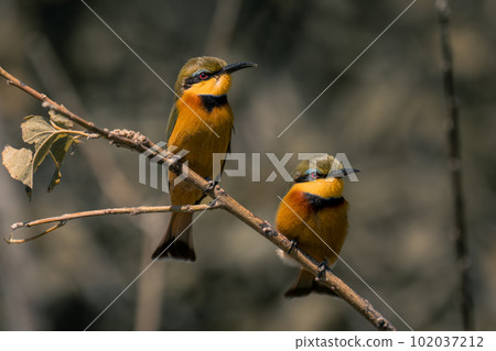 Two little bee-eaters on branch matching positions 102037212
