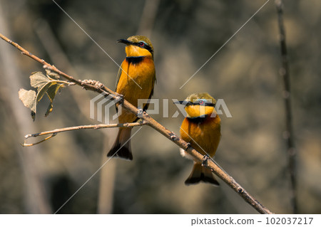 Two little bee-eaters on tree with catchlights Two little bee-eaters on tree with catchlights 102037217