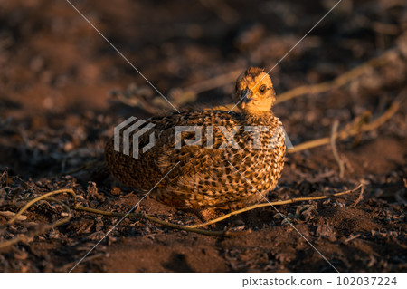Swainson spurfowl chick with catchlight watches camera Swainson spurfowl chick with catchlight watches camera 102037224