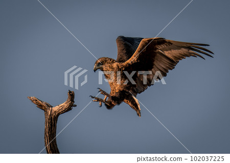 Tawny eagle about to land on branch Tawny eagle about to land on branch 102037225