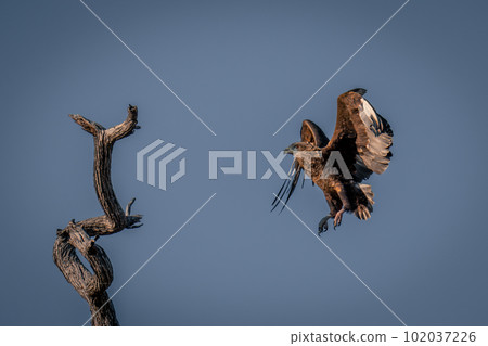 Tawny eagle about to land on stump Tawny eagle about to land on stump 102037226