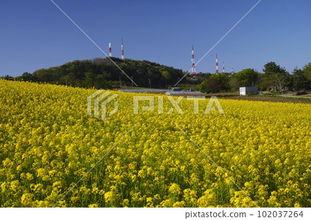 Rapeseed field in Nishizao Rapeseed field in Nishizao 102037264