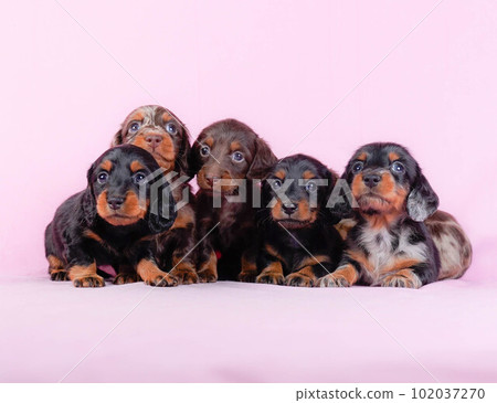 Siblings of Dax 102037270