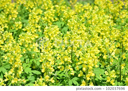 Thermopsis sinensis Yellow flowers of the legume family Thermopsis sinensis Yellow flowers of the legume family 102037696
