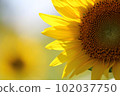 sunflower	 102037750