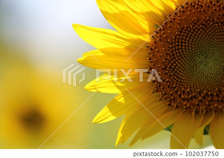 sunflower sunflower 102037750