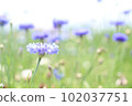 Light purple flowers 102037751