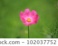 Pink cosmos 102037752
