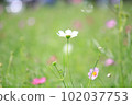 Cosmos 102037753