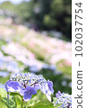 hydrangea   102037754